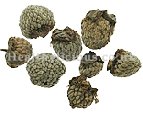 FU PEN ZI  - Raspberry Fruit - Fructus Rubi Herb