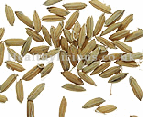 GU YA - Germinated Millet - Fructus Oryzae Germinatus Herb