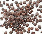 SUAN ZAO REN - Wild Jujube Seed - Semen Ziziphi Spinosae Herb