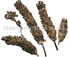 XIA KU CAO - Selfheal Spike (Prunella Spike) - Spica Prunellae Herb