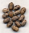BI MA ZI - Castor Bean - Semen Ricini Herb