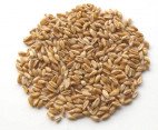 FU XIAO MAI - Shrivelled Wheat (Light Wheat) - Wheat Berry - Shriveled Wheat - Fructus Tritici Levis Herb