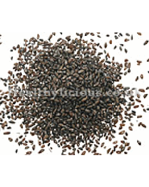 CHE QIAN ZI - Plaintain Seed - Psyllium - Semen Plantaginis Herb