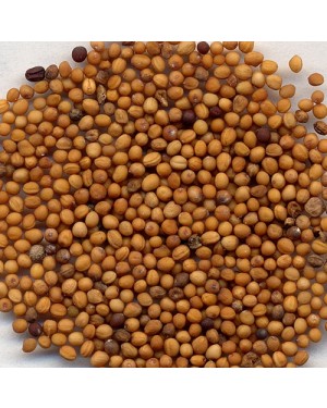 BAI JIE ZI  - White Mustard Seed - Brassica Seed - Semen Sinapis Herb