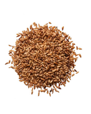 BAI ZI REN - Biota Seed - Arborvitae Seed - Oriental Arborvitae Seed - Chinese Arborvitae Seed - Biota Seed - Platycladus Seed - Semen Biotae Herb
