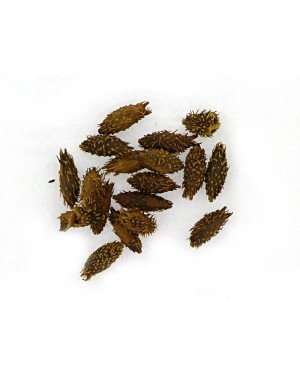 CANG ER ZI - Xanthium Fruit - Cocklebur Fruit - Burweed  - Fructus Xanthii Herb