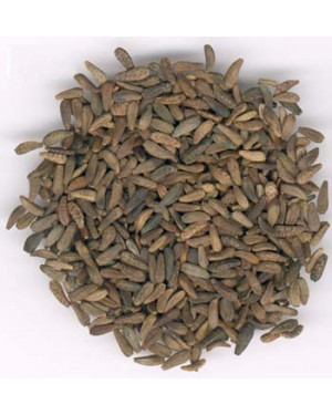 NIU BANG ZI  - Arctium Fruit - Great Burdock Fruit - Cocklebur - Fructus Arctii Herb