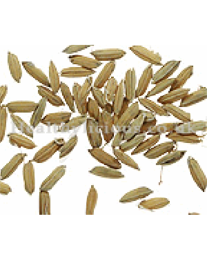 GU YA - Germinated Millet - Fructus Oryzae Germinatus Herb