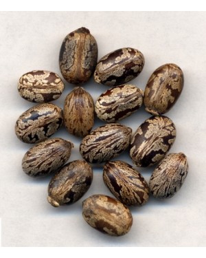 BI MA ZI - Castor Bean - Semen Ricini Herb