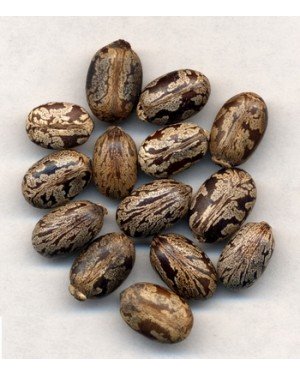 BI MA ZI - Castor Bean - Semen Ricini Herb