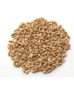 FU XIAO MAI - Shrivelled Wheat (Light Wheat) - Wheat Berry - Shriveled Wheat - Fructus Tritici Levis Herb