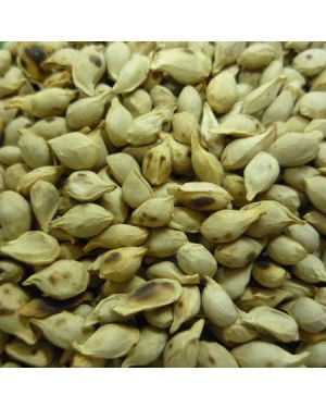 JU HE - Tangerine Seed - Semen Citri Reticulatae Herb