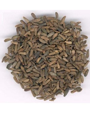 NIU BANG ZI  - Arctium Fruit - Great Burdock Fruit - Cocklebur - Fructus Arctii Herb