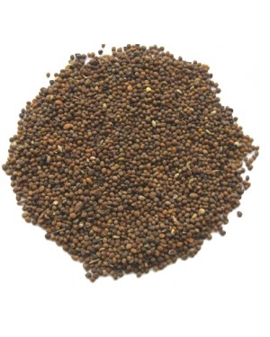TU SI ZI - Dodder Seed - Semen Cuscutae - Chinese Dodder Seeds - Cuscuta