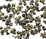 HUAI JIAO – Pagoda Tree Fruit – Fructus Sophorae Japonicae Herb