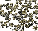 HUAI JIAO – Pagoda Tree Fruit – Fructus Sophorae Japonicae Herb