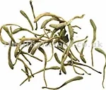 JIN YIN HUA – Honeysuckle Flower – Flos Lonicerae Herb