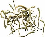 JIN YIN HUA – Honeysuckle Flower – Flos Lonicerae Herb