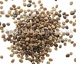 LAI FU ZI - Radish Seed - Semen Raphani Herb