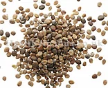LAI FU ZI – Radish Seed – Semen Raphani Herb