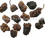 SANG SHEN ZI  - Mulberry Fruit - Fructus Mori Herb
