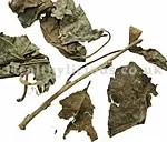 SANG YE - Mulberry Leaf  - Folium Mori Herb