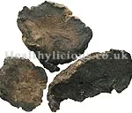SHENG DI HUANG  – Raw Rehmannia Root  – Radix Rehmanniae Herb