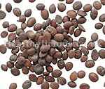 SUAN ZAO REN  - Wild Jujube Seed - Semen Ziziphi Spinosae Herb