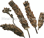 XIA KU CAO  - Selfheal Spike (Prunella Spike) - Spica Prunellae Herb