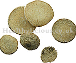 ZE XIE  - Alismatis Tuber (Water-Plaintain Tuber) - Rhizoma Alismatis Herb
