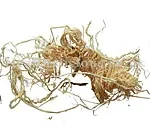 ZHU RU  – Bamboo Shavings  – Caulis Bambusae in Taeniam Herb