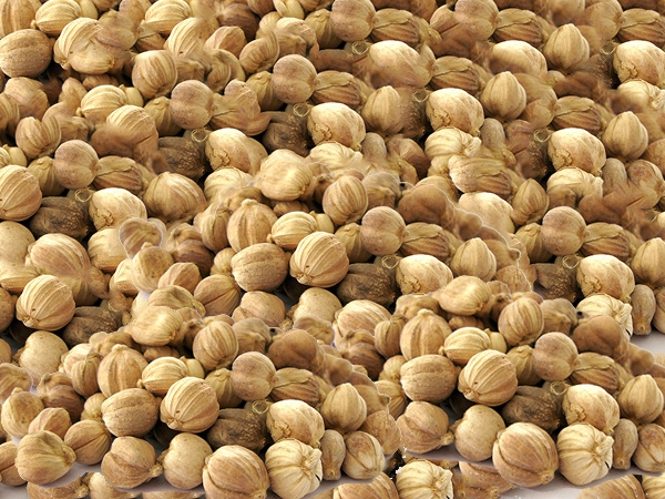 BAI DOU KOU – Round Cardamon Seed – Fructus Amomi Rotundus Herb