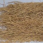 XU CHANG QING - Paniculate swallow wort root - Radix Cynanchi Paniculati Herb